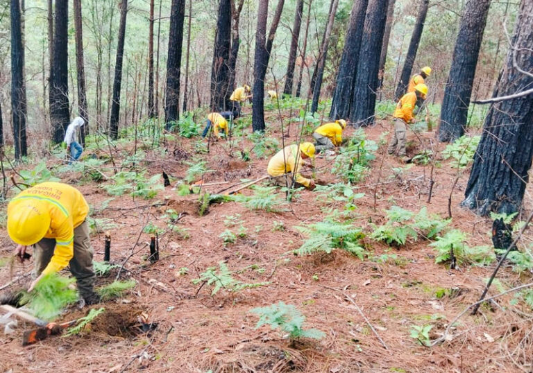 Con Reforesta Oaxaca 2025 se han atendido más de 9 mil hectáreas de ecosistemas forestales