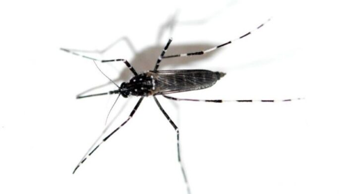 mosquito_enfermedades.jpeg