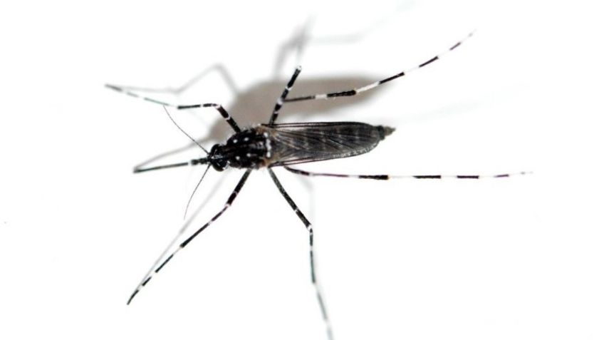 Encuentran en Yucatán mosquito capaz de transmitir CUATRO enfermedades virales a la vez