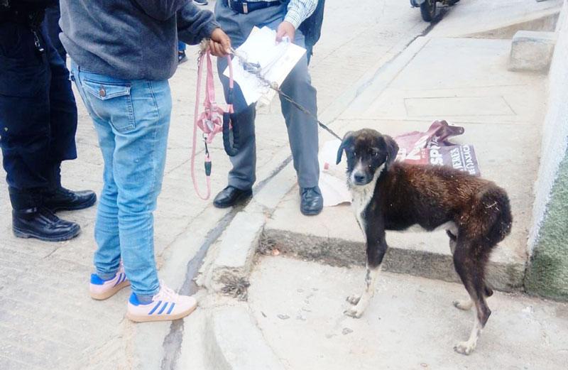 Fiscalía de Oaxaca y Ayuntamiento capitalino rescatan a perra víctima de maltrato en el fraccionamiento Montoya