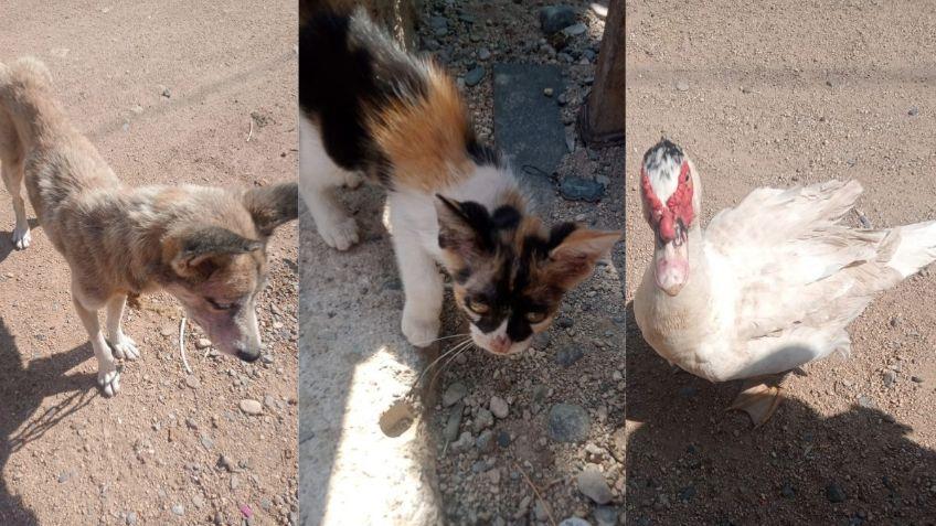 Rescatan a gatitos, cerditos y patitos abandonados en El Espinal