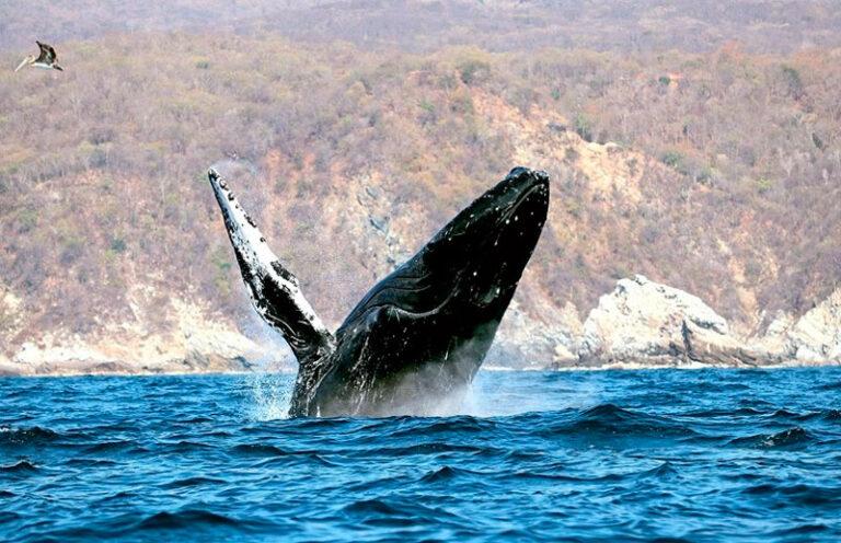 Continúa la temporada de avistamiento de ballenas jorobadas en la Ruta de la Costa Oaxaqueña: Sectur
