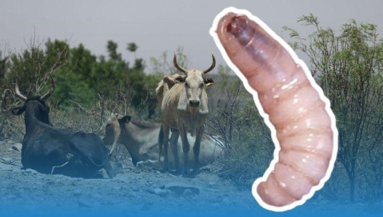 Confirman segundo caso de gusano barrenador del ganado en Tamaulipas