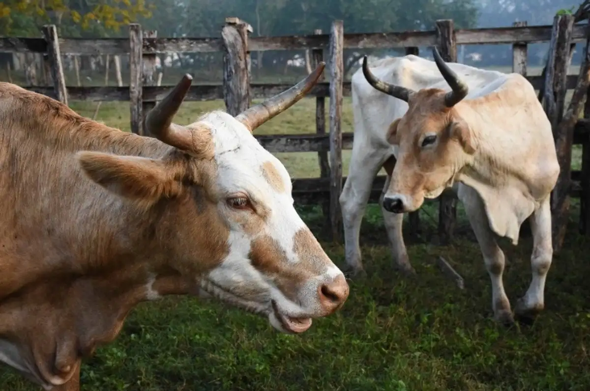 Por falta de mosca estéril, avanza gusano barrenador en Veracruz; en Michoacán confirman primer caso