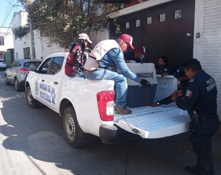 Acción coordinada permite rescate y atención médica de perrito abandonado en Santa Lucía del Camino: Fiscal de Oaxaca