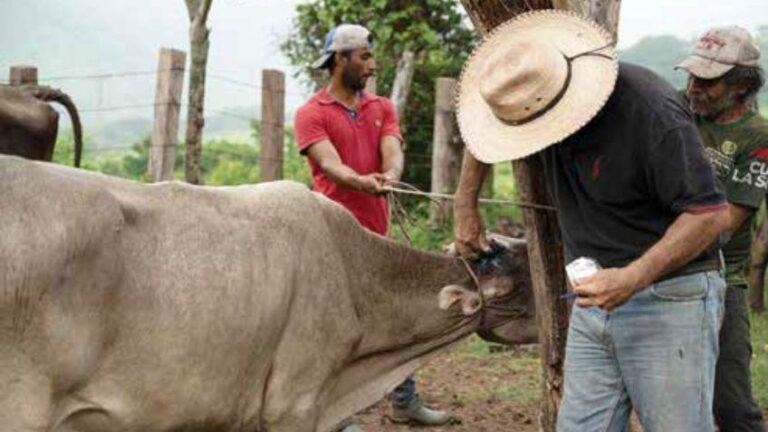 Amplía Salomón Jara estrategia contra el gusano barrenador en Oaxaca