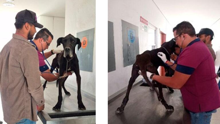 Por maltrato animal, Fiscalía de Oaxaca rescata a Roco, perro que estaba en la azotea de una vivienda, presentaba cuadro agudo de desnutrición