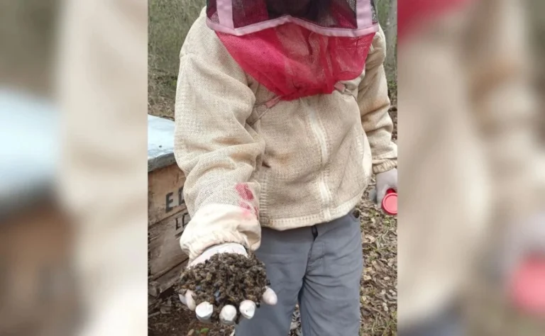 Denuncian en Campeche enfermedades y muerte de abejas por pesticidas