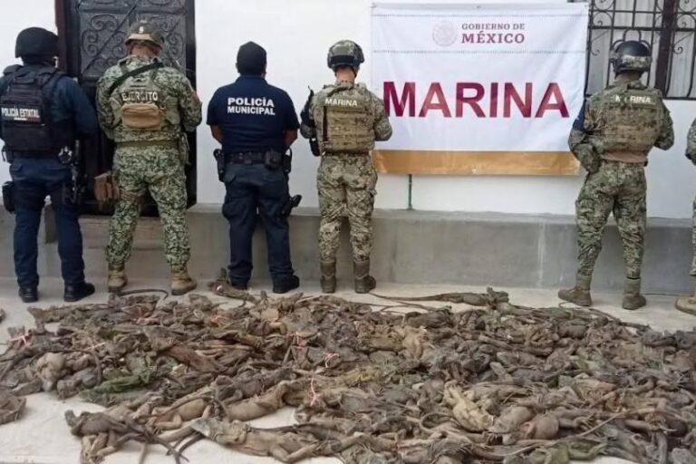 Rescatan con vida a 161 iguanas verdes en terminal de autobuses de Oaxaca