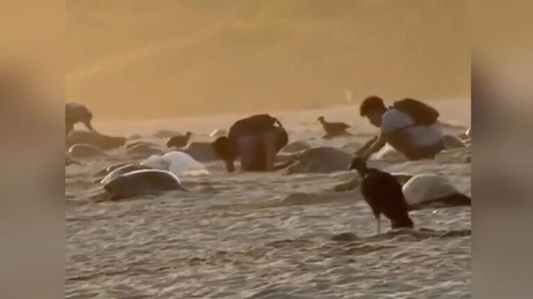 Captan saqueo masivo de huevos de tortuga en santuario de Oaxaca | VIDEO