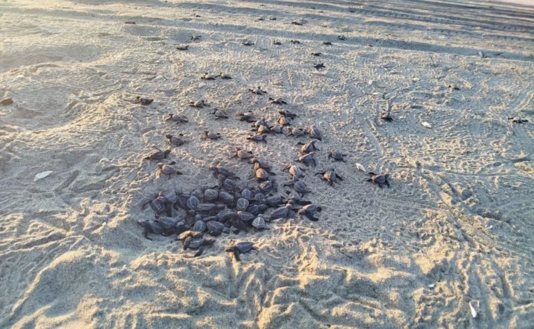 Santuario de tortugas en Istmo de Tehuantepec registra cifra sin precedentes de crías liberadas: más de 34 millones