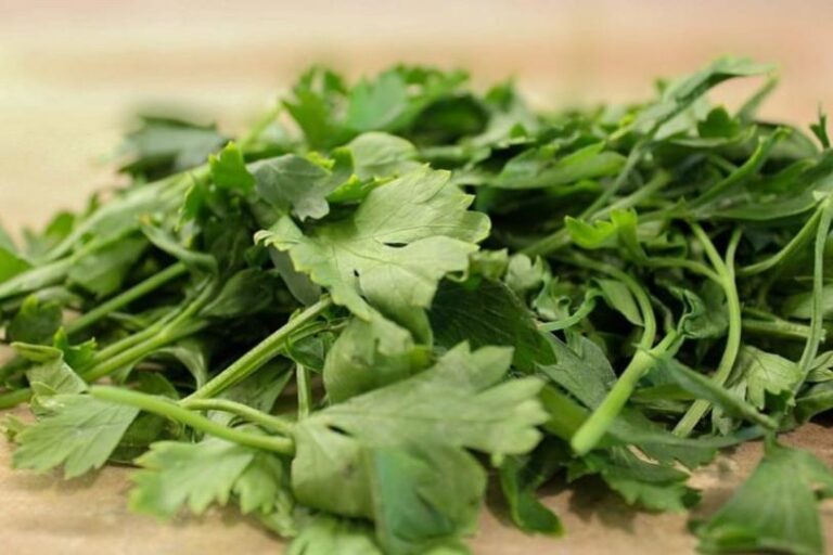 EU ahora sospecha del cilantro y perejil mexicanos con el brote de ciclosporiasis