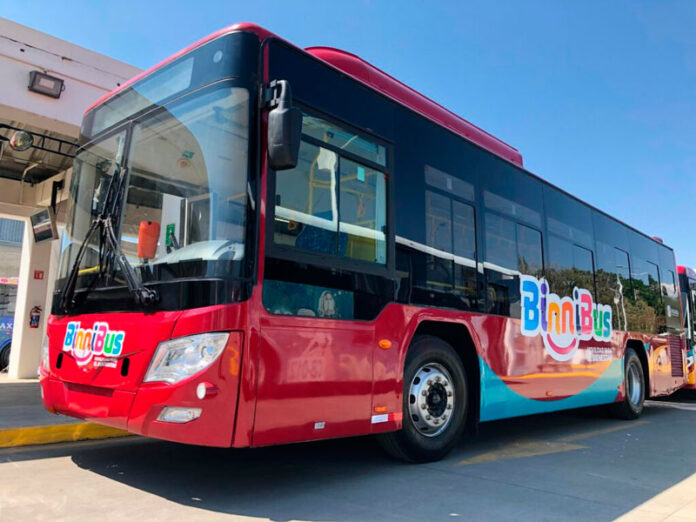 binnibus.jpg