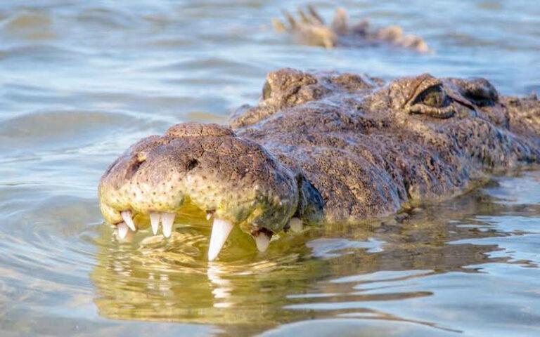 Piden extremar precauciones ante avistamientos de cocodrilos en la Costa