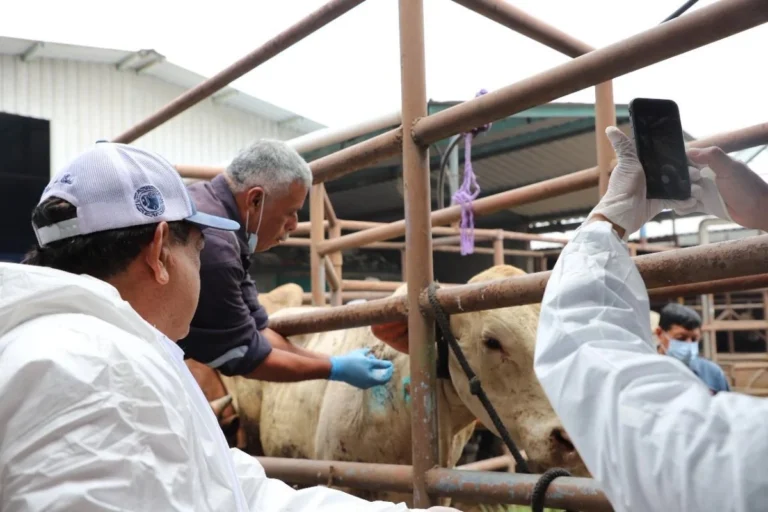“Tardía e insuficiente”, la estrategia de combate al gusano barrenador