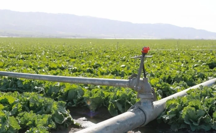 taylor-farms-cierra-temporalmente-planta-en-mexico-por-casos-de-diarrea-explosiva-en-eu.webp