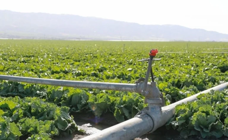 Taylor Farms cierra temporalmente planta en México por casos de “diarrea explosiva” en EU