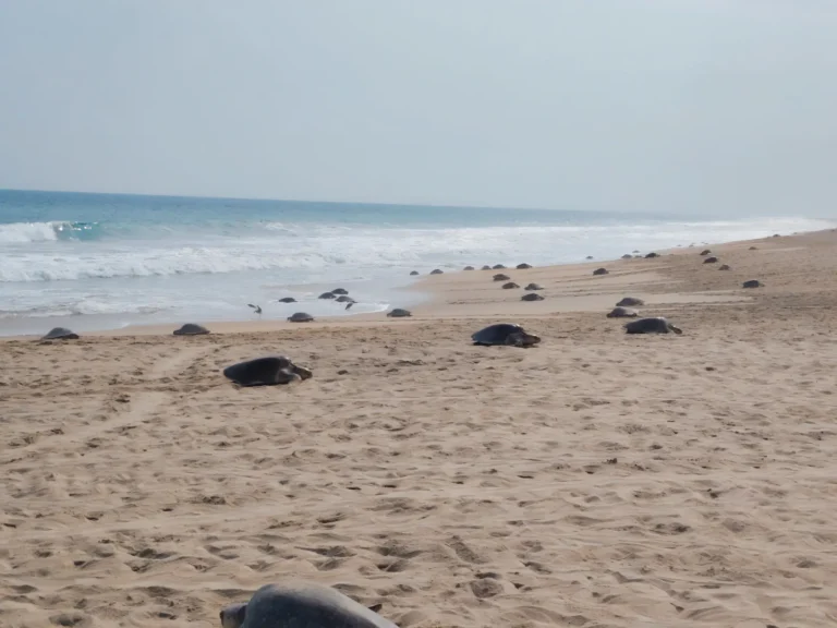 Más de 21 mil tortugas golfinas arribaron a playas de Oaxaca durante julio
