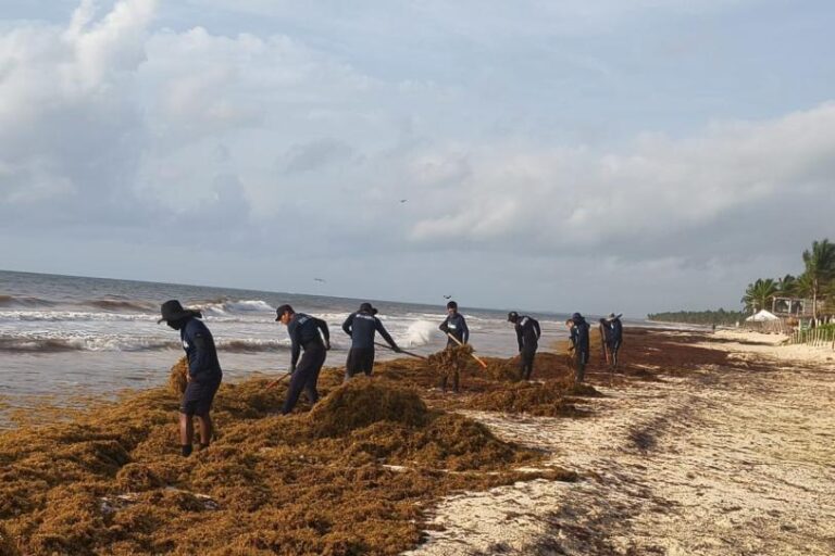 Japón apoyará a México a combatir el sargazo en costas del Caribe