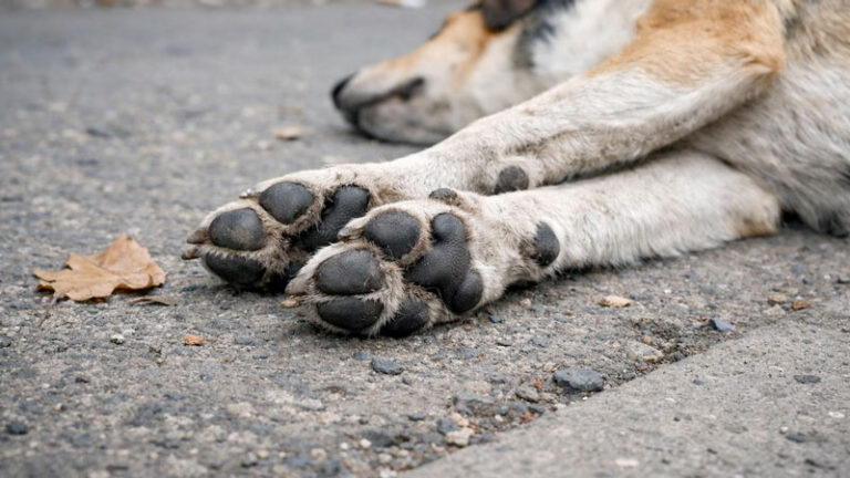 FGEO investiga presunto envenenamiento de perros y gatos en Juchitán