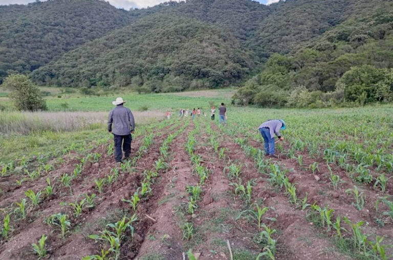 Oaxaca lo logró: alcanza autosuficiencia en producción de maíz