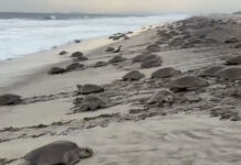 Nueva arribada de tortugas golfinas llega a Morro Ayuta, Oaxaca
