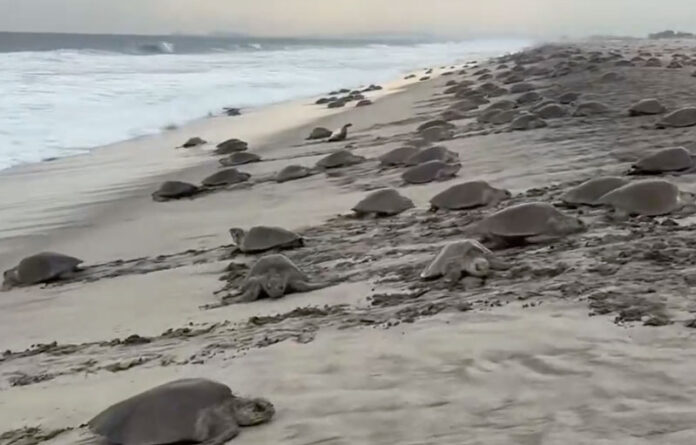 tortugas_istmo.jpg
