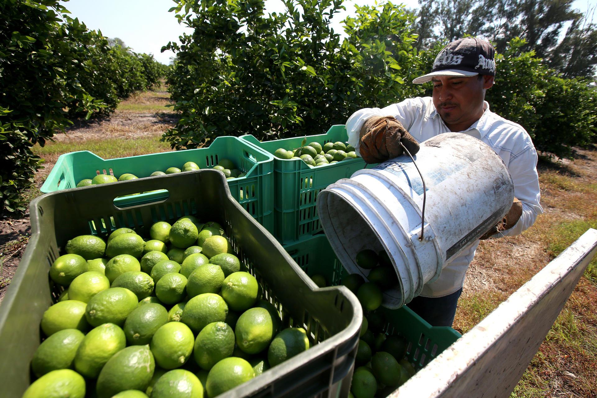 Los Viagras aumentan al doble cuota de extorsión a limoneros de Michoacán