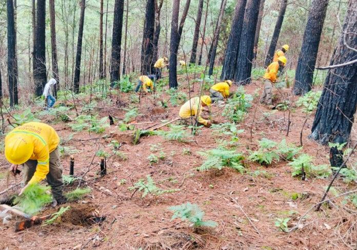 reforesta_oaxaca