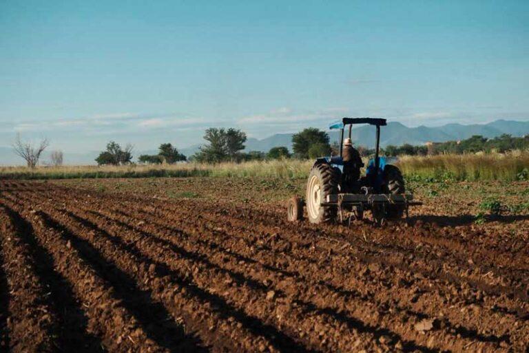 Oaxaca de Juárez da inicio a la siembra simbólica de rábanos rumbo a la Noche de Rábanos 2025