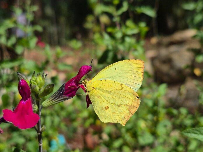 mariposas_oaxaca