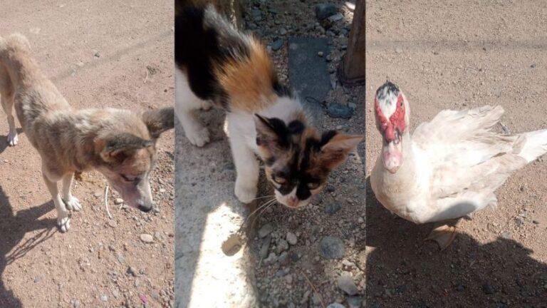 Rescatan a gatitos, cerditos y patitos abandonados en El Espinal