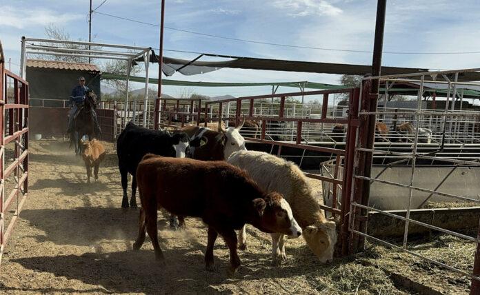 Productores mexicanos advierten alza en precio de carne hacia 2026 por brotes y aranceles