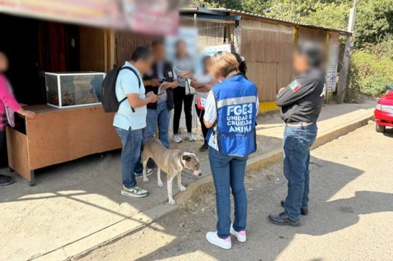 Fiscalía de Oaxaca rescata a Kira ante probable maltrato animal y activa medidas de protección