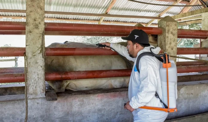 disminuyen-casos-activos-de-gusano-barrenador-se-registran-492-animales-enfermos