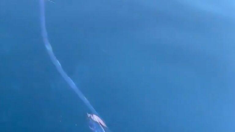 Aparecen los “Pez del juicio final” que alertan sobre una terrible catástrofe mundial: ¿Terremoto o tsunami?