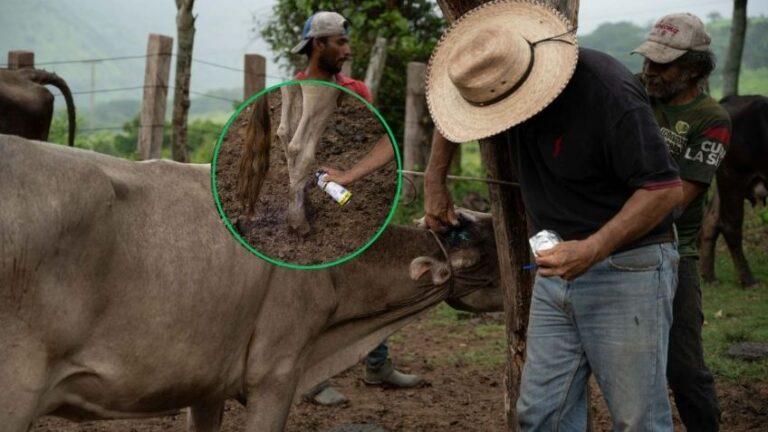 En dos meses estará la fábrica de moscas, asegura Sheinbaum