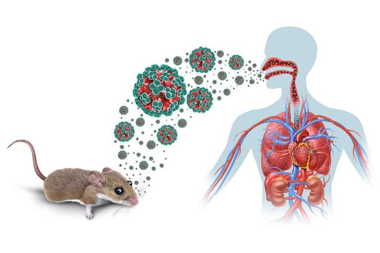 El director de la OMS pide a los países que se preparen para más casos de hantavirus