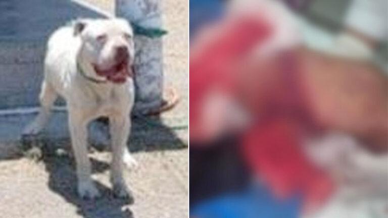 Niño podría perder una extremidad tras ser mordido por un pitbull en Mitla