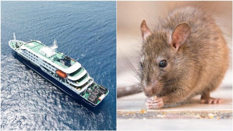 Es “posible” que se detecten más casos de hantavirus, dice la OMS ante contagio en crucero