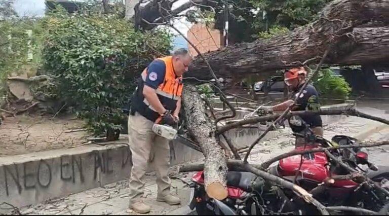 Fuertes vientos derriban árboles en distintos puntos de Oaxaca capital