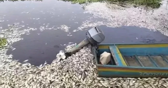 denuncian-mortandad-de-peces-jaibas-y-quelonios-en-la-cuenca-del-papaloapan