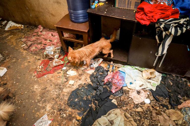 Rescata FGEO a 14 animales de compañía en situación de maltrato en Oaxaca de Juárez; tres presentaban sarna