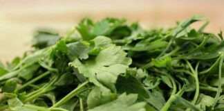 EU ahora sospecha del cilantro y perejil mexicanos con el brote de ciclosporiasis