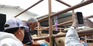 “Tardía e insuficiente”, la estrategia de combate al gusano barrenador