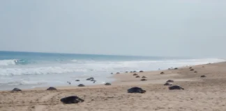Más de 21 mil tortugas golfinas arribaron a playas de Oaxaca durante julio