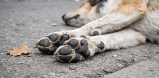 FGEO investiga presunto envenenamiento de perros y gatos en Juchitán
