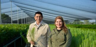 Con compromiso sustentable, Oaxaca hará equipo en la Jornada Nacional de Reforestación 2026
