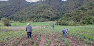 Oaxaca lo logró: alcanza autosuficiencia en producción de maíz