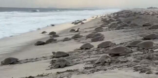 Nueva arribada de tortugas golfinas llega a Morro Ayuta, Oaxaca